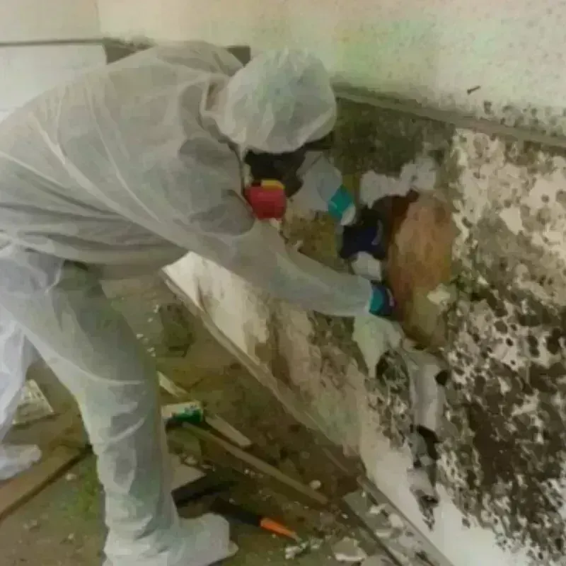 Mold Remediation and Removal in Shelbyville, TN